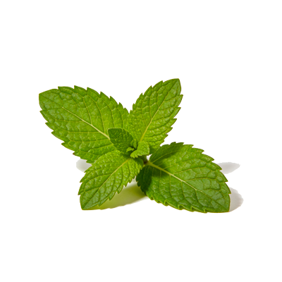Icono de la menta